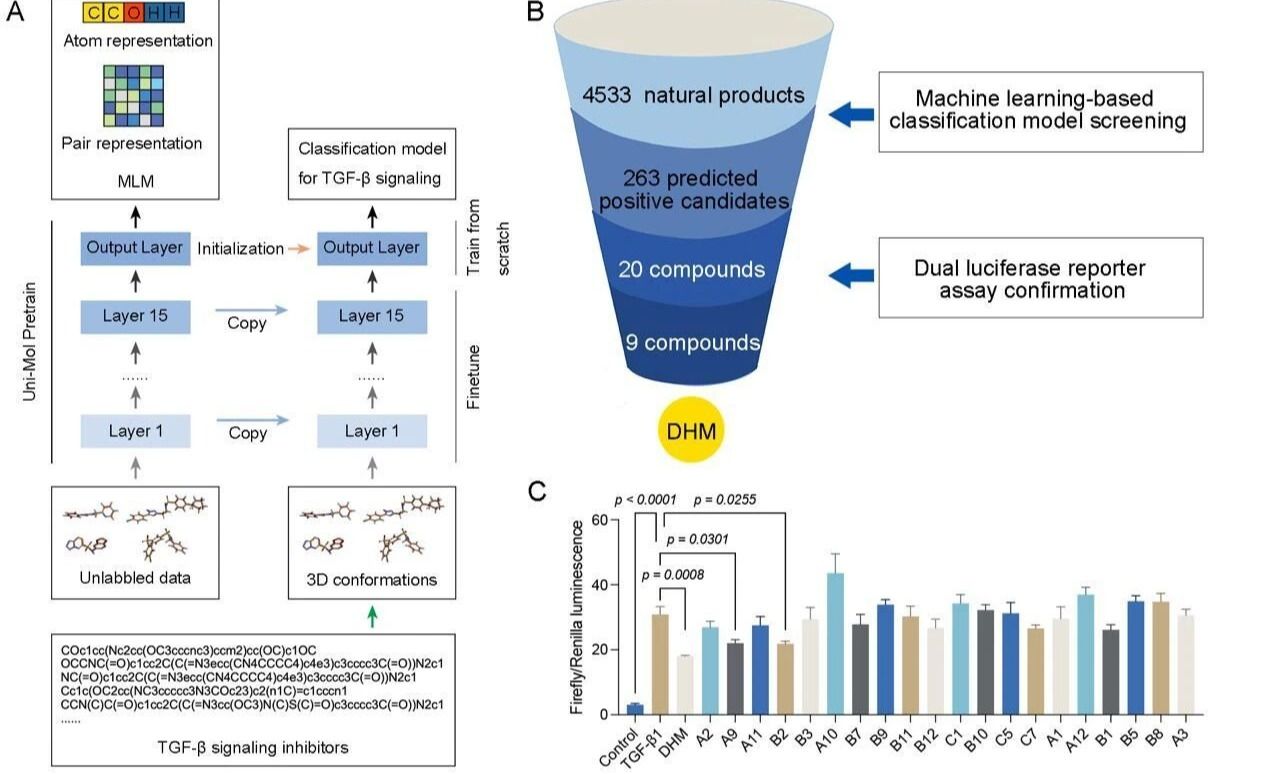 《Engineering》| 机器学习:王昊团队联合游雪甫、杨信怡团队构建AI模型解析二氢杨梅素抗肺纤维化机制