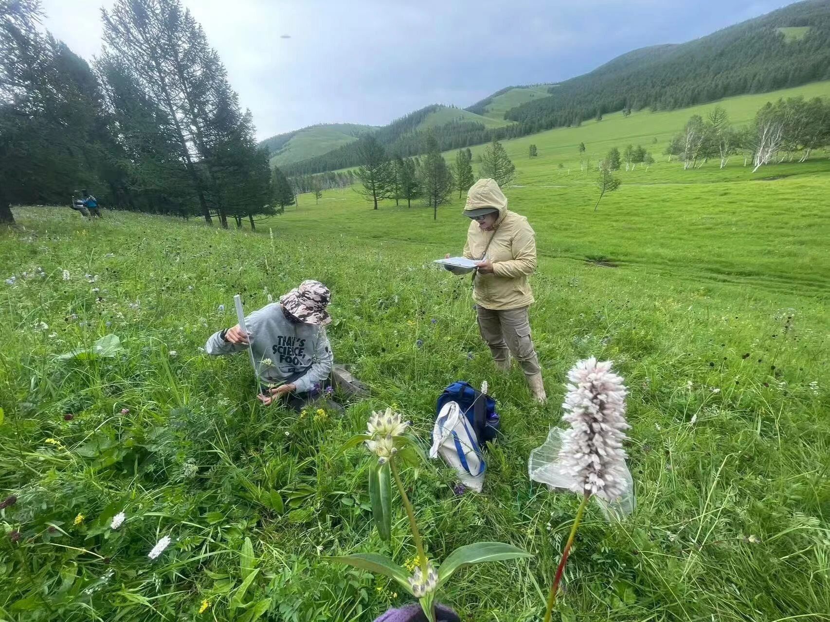 药学院阿里穆斯教授团队:风吹草低见“药方”